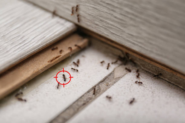 Pest Prevention Services in Spring Lake, NJ