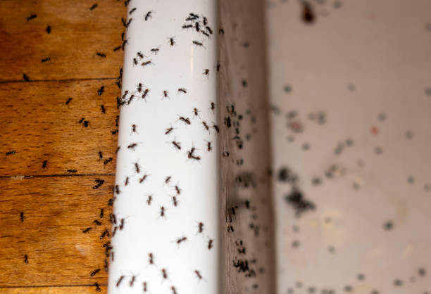 Best Cockroach Control Services  in Spring Lake, NJ