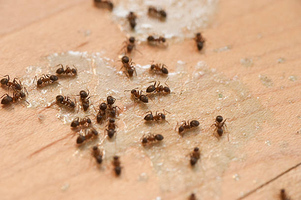 Best Termite Control Services  in Spring Lake, NJ
