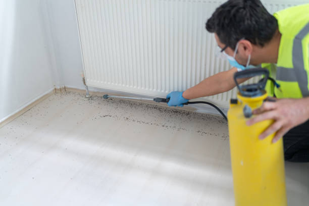 Best Ant Control Services  in Spring Lake, NJ